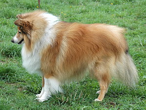 Dt. VCh. Club Jefsfire Loyal Forum