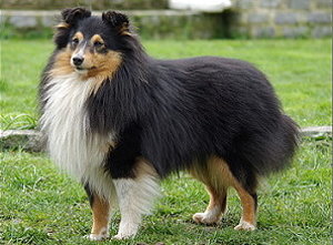 Dt. Jgd. Ch. Club Skipper Scott van�t Maartenshuis