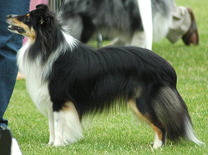 Dt. Jgd. Ch. Club Classic Scots A Gentle Message of Hope