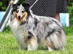 Dt. Jgd. Ch. Club Elegant Maja von  den  Garnicher Eichen