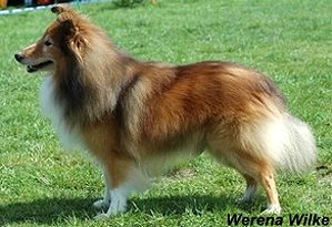 Dt. VCh. Club Sugarman�s Enrico