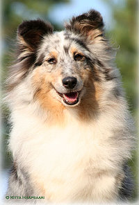 Dt. Veteranen Ch. Club Elisabet vom Rindsberg