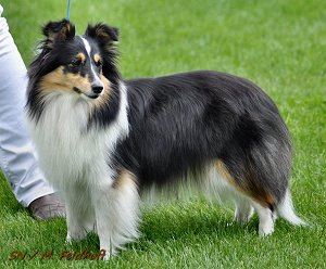 Dt. Jgd. Ch. Club It�s only Love vom Sternensee