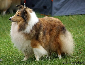 Dt. VCh. Club Kittenishley Kamelija vom Sternensee