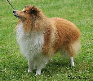 Dt. VCh. Quick vom Heidegarten