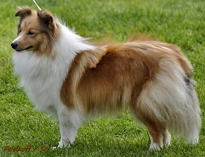 Dt. Jgd. Ch. Club Aline vom Theelbachtal