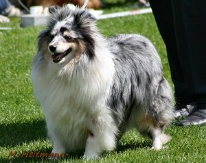 Dt. VCh. Club Blue Engelchen von Gro� Salze