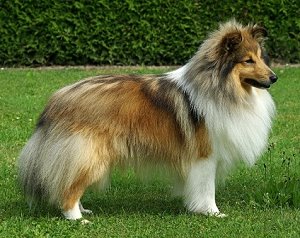 Dr. Jgd. Ch. Club Like Liam von Berwangen