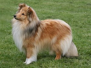 Dt. Jgd. Ch. Club Little-Uhura in Gold of Queensland