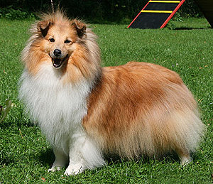 Dt. VCh. Club Abbigaele from Strawberry Country