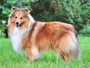 Dt, Jgd. Ch. Club Anakin Sky vom Theelbachtal