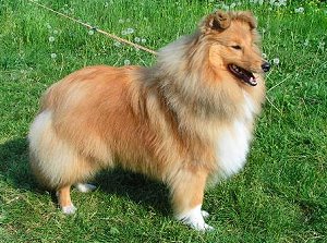 Dt. Jgd. Ch. Club Dillen from Lady Lucia