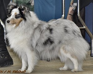 Dt. Jgd. Ch. Club Early Summer touched by Silverlight