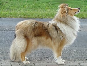 Dt. Jgd. Ch. Club Little-X-Girl of Queensland