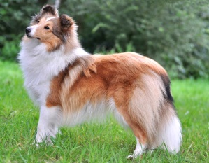 Dt. Jgd. Ch. Club Maybe Mabel von Berwangen