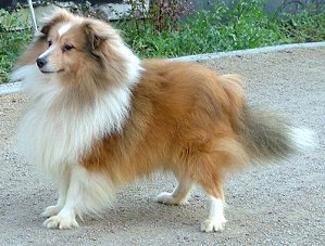 Dt. VCh. Club Pitt vom Hochmoor