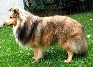 Dt. Jgd. Ch. Club Unicorn of little Wonderland