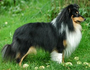 Dt. VCh. Club What A Feeling von Solingen Wald