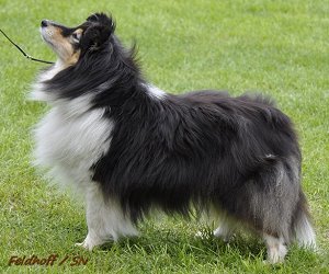 Dt. VCh. Club Yenthe Little Fantasy