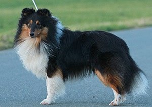 Dt. Jgd. Ch. Club Allpeachys Midnight Caller