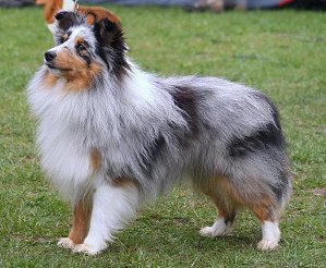 Dt. Jgd. Ch. Club Danny Blue Qui Gagnent tout les Coeur