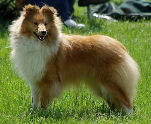 Dt. Jgd. Ch. Club Green Paradise Joyful Surprise