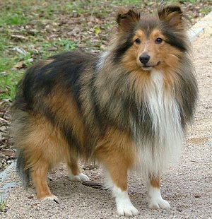 Dt. Veteranenchampion Club Lars von Gro� Salze