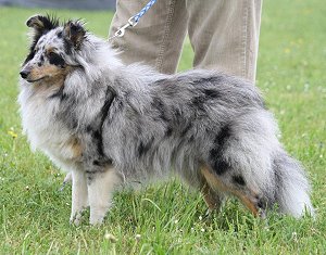 Dt Jgd. Ch. Club Starlight Express of Albula�s Lady