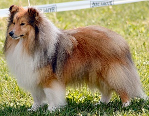 Clubsieger 2006 & Rassebester Ch. Dusty Duncan von Berwangen