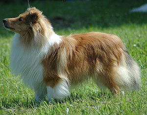 Clubjugendsieger 2007 Cronys Gain of Gold