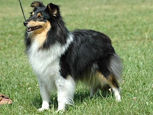 Clubsiegerin 2008 & Rassebeste Kreuzelberg�s Nocturne