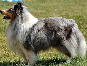 Clubsieger 2008 Ch. Lars vom Rindsberg