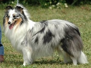 Clubjugendsiegerin 2008 Little Diamond in Blue vom Sternensee