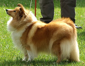 Clubsiegerin 2009 & Rassebeste Ch. Arcot Strike A Pose