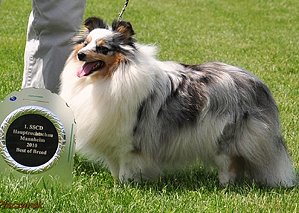 Clubsiegeron 2010 & Rassebeste Fabulous Flower Fairy vom Sternensee