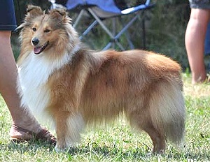 Clubjugendsieger 2011 Anakin Sky vom Theelbachtal