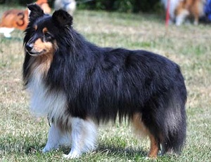 Clubsieger 2011 Ch. Eastdale Classic Farmer