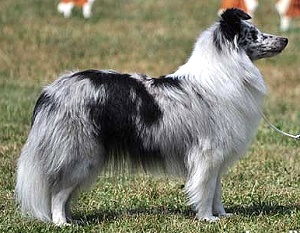 Clubjugendsiegerin 2011 & Rassebeste Endless Ocean touched by Silverlight