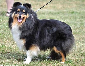 Clubsiegerin 2011 Fiona von den Garnicher Eichen