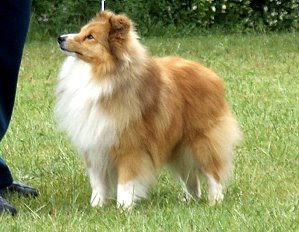 Clubsieger 2012 Ch. Heathers Hill King Nilis Morini