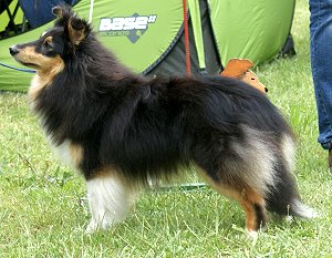 Clubsiegerin 2012 Janie vant Lozenbos